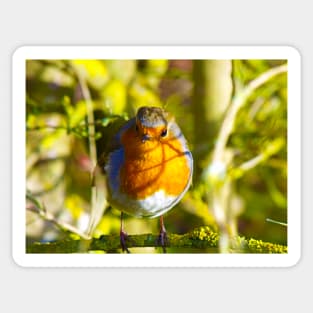 British Robin Sticker